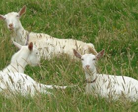Karmic Goat Soapworks - Your Accommodation 6