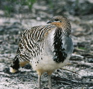 Yongergnow Australian Malleefowl Centre - Your Accommodation