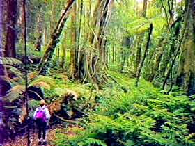 Bunya Mountains National Park - Your Accommodation 1