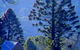 Bunya Mountains National Park - thumb 0