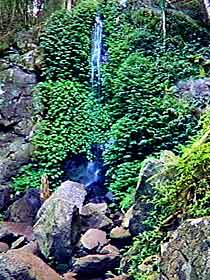 Bunya Mountains National Park - Your Accommodation 2
