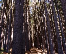 Sugarpine Walk - Your Accommodation 2