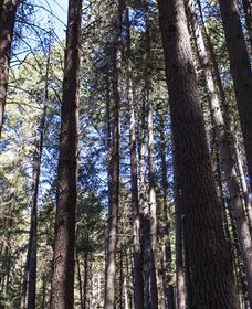 Sugarpine Walk - Your Accommodation 1