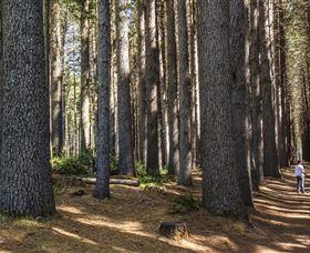Sugarpine Walk - Your Accommodation 0