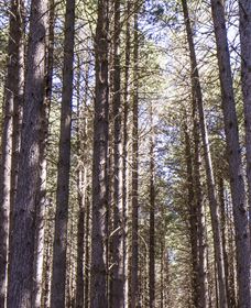 Sugarpine Walk - Your Accommodation 3