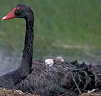 French Island Marine National Park - Your Accommodation