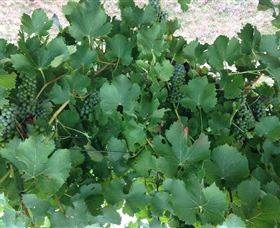 Jeir Creek Wines - Your Accommodation 2