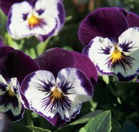 Newtown Park State Rose Garden - Your Accommodation