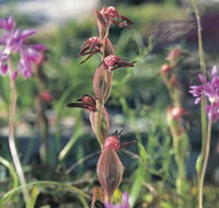 Carnamah-Eneabba Wildflower Drive - Your Accommodation