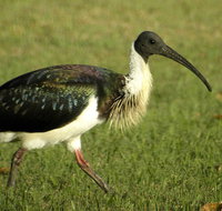 Toowoomba Water Bird Habitat - Your Accommodation