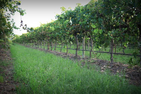 Bunnamagoo Wines - Your Accommodation 2