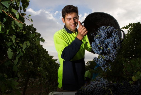 Clonakilla Wines - Your Accommodation 3