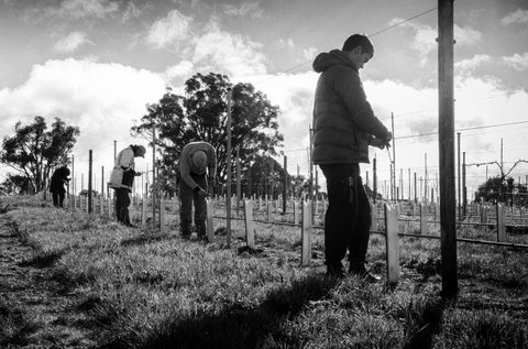 Clonakilla Wines - Your Accommodation 4
