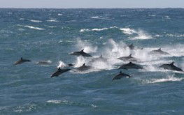Salamander Bay NSW Your Accommodation
