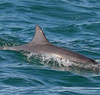 Byron Bay Dolphin Wildlife Tours - Your Accommodation
