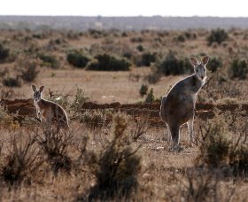 Silver City Tours - Your Accommodation 1