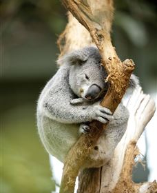 VIP Aussie Gold - Your Accommodation 1
