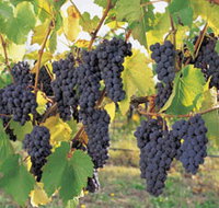 Hills Short Wine and Food Trail - Your Accommodation