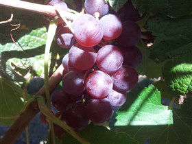 Top Note Vineyard - Your Accommodation 1
