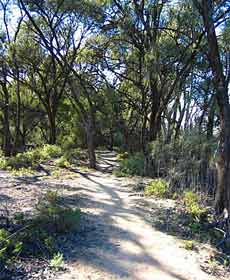 Junction Island Nature Reserve, Canoe Tree And Walking Track - Your Accommodation 2