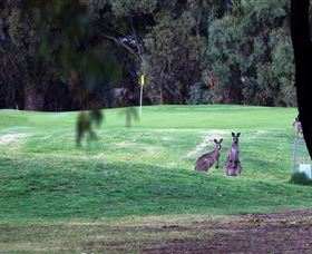 Deniliquin Golf Club - Your Accommodation 2