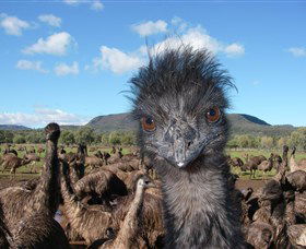 Emu Logic - Your Accommodation 1