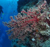 Nursery Bommie Dive Site - Your Accommodation