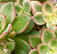 Billabong Garden Complex  Cafe - Your Accommodation