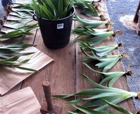 Sunshine Iris Nursery - Your Accommodation 2