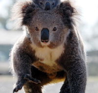 Koalas in Gunnedah - Your Accommodation