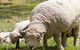 Short Sheep Micro-Winery - thumb 6