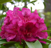 Campbell Rhododendron Gardens - Your Accommodation