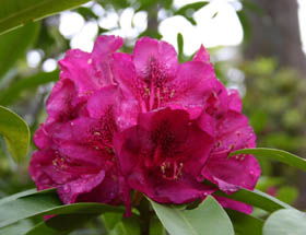 Campbell Rhododendron Gardens - Your Accommodation 0