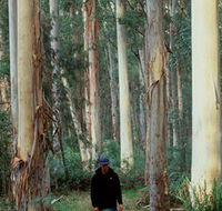 Blue Gum Forest - Your Accommodation