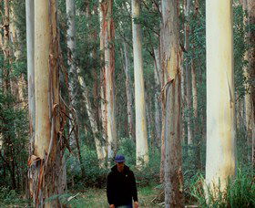 Blue Gum Forest - Your Accommodation 0