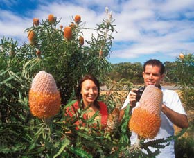 Wildflowers Of The Mid West - Your Accommodation 3