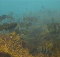 Bunurong Marine and Coastal Park - Your Accommodation