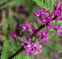 Cassinia walking track - Your Accommodation