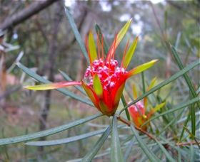 Glenbrook Native Plant Reserve And Nursery - Your Accommodation 0