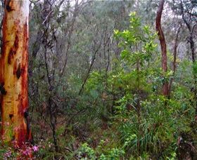 Glenbrook Native Plant Reserve And Nursery - Your Accommodation 2