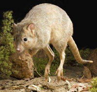 Kanyana Wildlife Rehabilitation Centre - Your Accommodation
