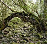 Mitchell River Walking Track - Your Accommodation