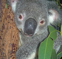 Hunter Valley Zoo - Your Accommodation