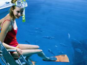 Roy Rufus Artificial Reef Dive Site - Your Accommodation 0