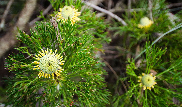 Mount Keira NSW Your Accommodation