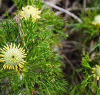 Illawarra lookout walking track - Your Accommodation