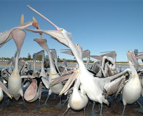 Pelican Feeding - Your Accommodation 3