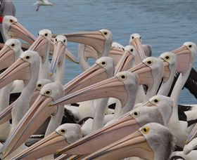 Pelican Feeding - Your Accommodation 4