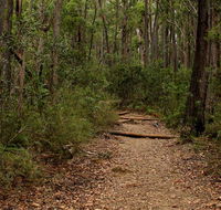 Pigeon House Mountain Didthul walking track