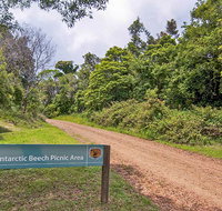Antarctic Beech picnic area - Your Accommodation